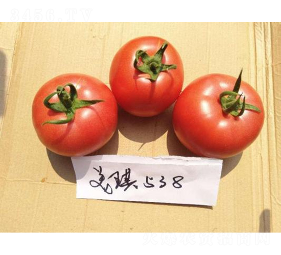 高科美琪538-番茄種子-秦豐種業(yè)
