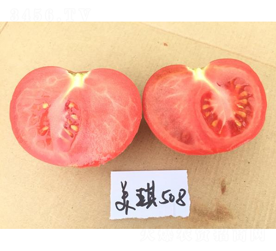 高科美琪508-番茄種子-秦豐種業(yè)