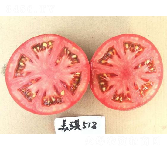 高科美琪518-番茄種子-秦豐種業(yè)