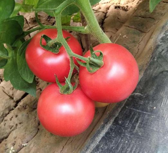 高科美琪12號(hào)-番茄種子-秦豐種業(yè)