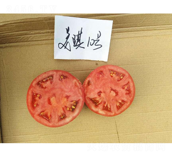 高科美琪10號-番茄種子-秦豐種業(yè)