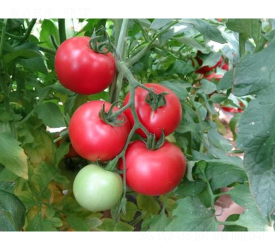 高科美琪8號-番茄種子-秦豐種業(yè)