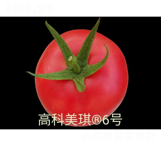 高科美琪6號-番茄種子-秦豐種業(yè)