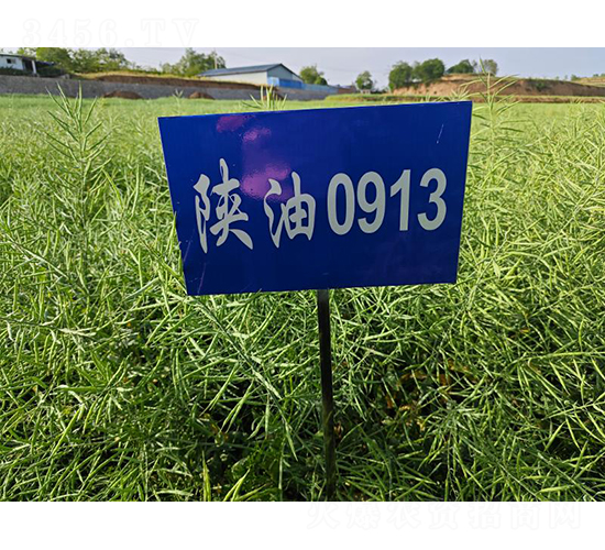 陜油0913-油菜種子-秦豐種業(yè)