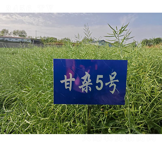 甘雜5號(hào)-油菜種子-秦豐種業(yè)