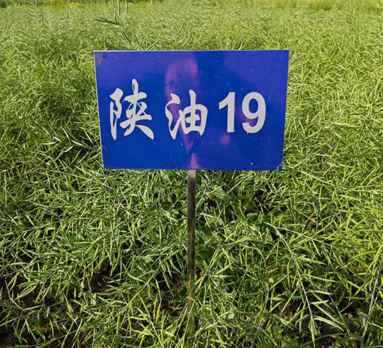 陜油19-油菜種子-秦豐種業(yè)