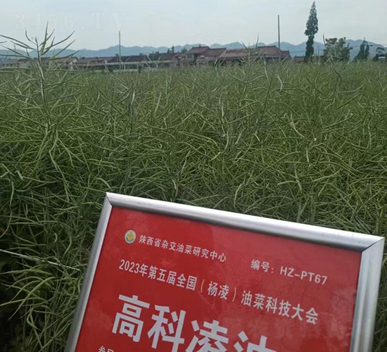 高科凌油1-油菜種子-秦豐種業(yè)