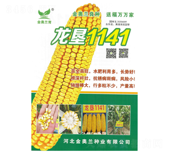 龍墾1141-玉米種子-秦豐種業(yè)