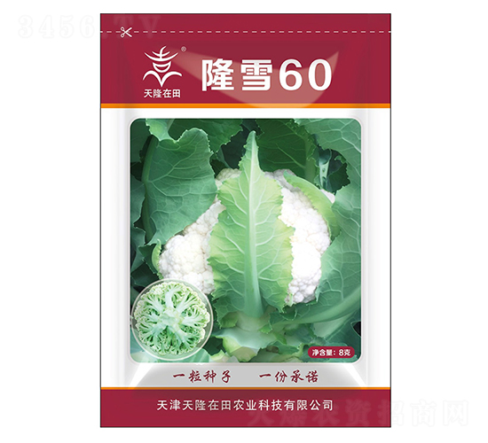 隆雪60-天隆在田-天隆農業(yè)