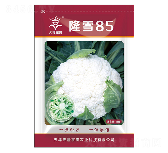 隆雪85-天隆在田-天隆農(nóng)業(yè)