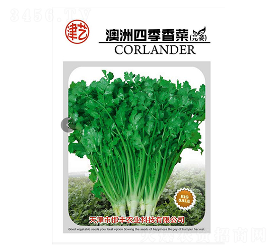 香菜種子-澳洲四季香菜-邯豐農(nóng)業(yè)
