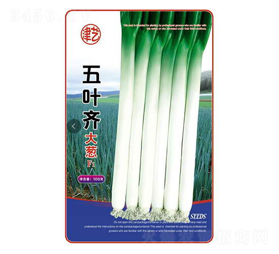 大蔥種子-五葉齊大蔥-邯豐農(nóng)業(yè)