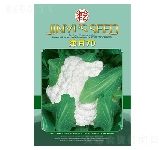 花菜種子-津月70-邯豐農業(yè)