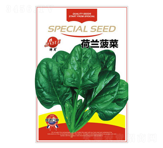 菠菜種子-荷蘭菠菜-邯豐農(nóng)業(yè)