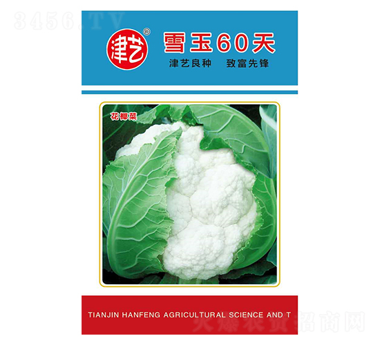 花菜種子-雪玉60天-邯豐農業(yè)