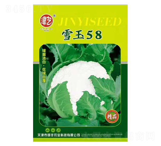 花菜種子-雪玉58-邯豐農業(yè)