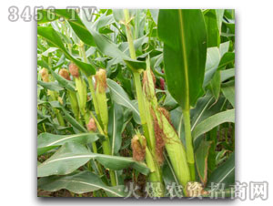 ���к���11-8�����׷N�ӣ�