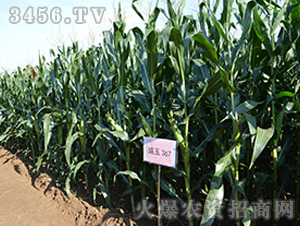 ʢ��367���^Ħ�D2��-���׷N��-��(qi��ng)ʢ�N�I(y��)