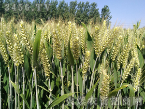 �C��211-С��-�|�Ѻ�