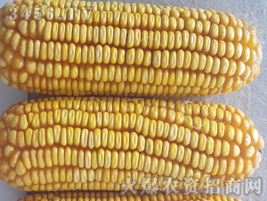 �C(j��)��88-����-�|�Ѻ�