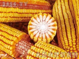 �C(j��)��7̖-����-�|�Ѻ�