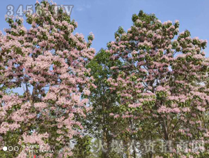 2020��鱘�ӆ�λ����(xi��ng)Ŀ15