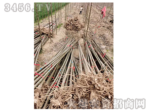 2020��鱘�ӆ�λ����(xi��ng)Ŀ17