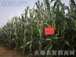 �󾩾����A3912-���׷N��-�󾩾�