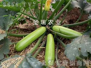 �ľG2̖-�����J�N��-��ʥ��