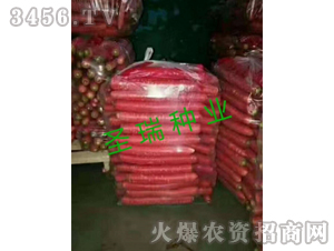 ʥ������-���}���N��-��ʥ��