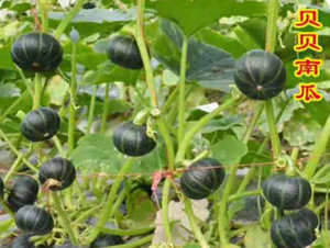 ؐؐ�Ϲ�-�ϹϷN��-��ʥ��