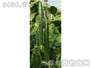 ʥ��������-�S�ϷN��-��ʥ��