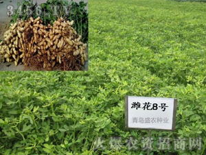 �H��8̖-�����N��-ʢ�r(n��ng)�N�I(y��)