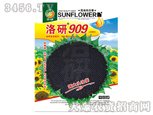 ���տ��N��-����909-����