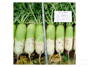 ��G1621-�}���N��-������