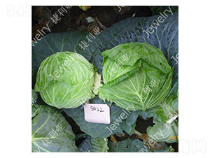 �ݸ�8422-���{(l��n)�N��-������