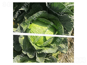 捷甘15226-甘藍(lán)種子-捷利亞