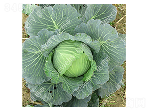 捷甘14669-甘藍(lán)種子-捷利亞