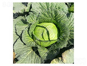 �ݸ�14622-���{(l��n)�N��-������