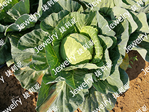 ������475-���{�N��-������