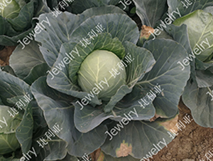 ������1675-���{(l��n)�N��-������