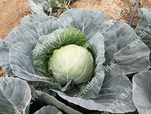 捷利亞1676-甘藍(lán)種子-捷利亞