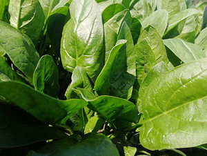 ���ф���-���˷N��-�|��