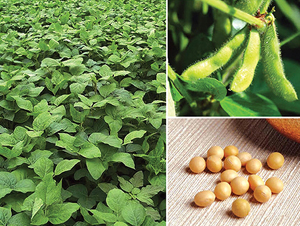 �|����̖-�󶹷N��-�|��