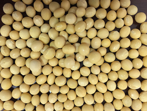 �|����̖-�󶹷N��-�|��