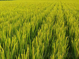 ���h��669-ˮ���N��-�|��