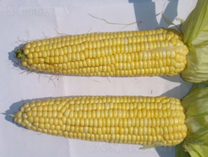 ��ճ1̖-���׷N��-�|��