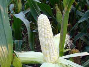 ��Ŵ3̖-���׷N��-�|��