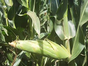 �|��11̖-���׷N��-�|��