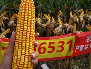 �|��6531����-���׷N��-�|��